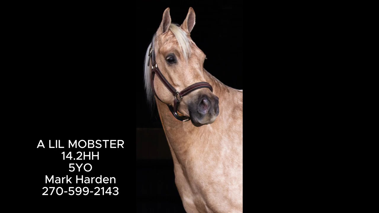 Lot #30 - A Lil Mobster