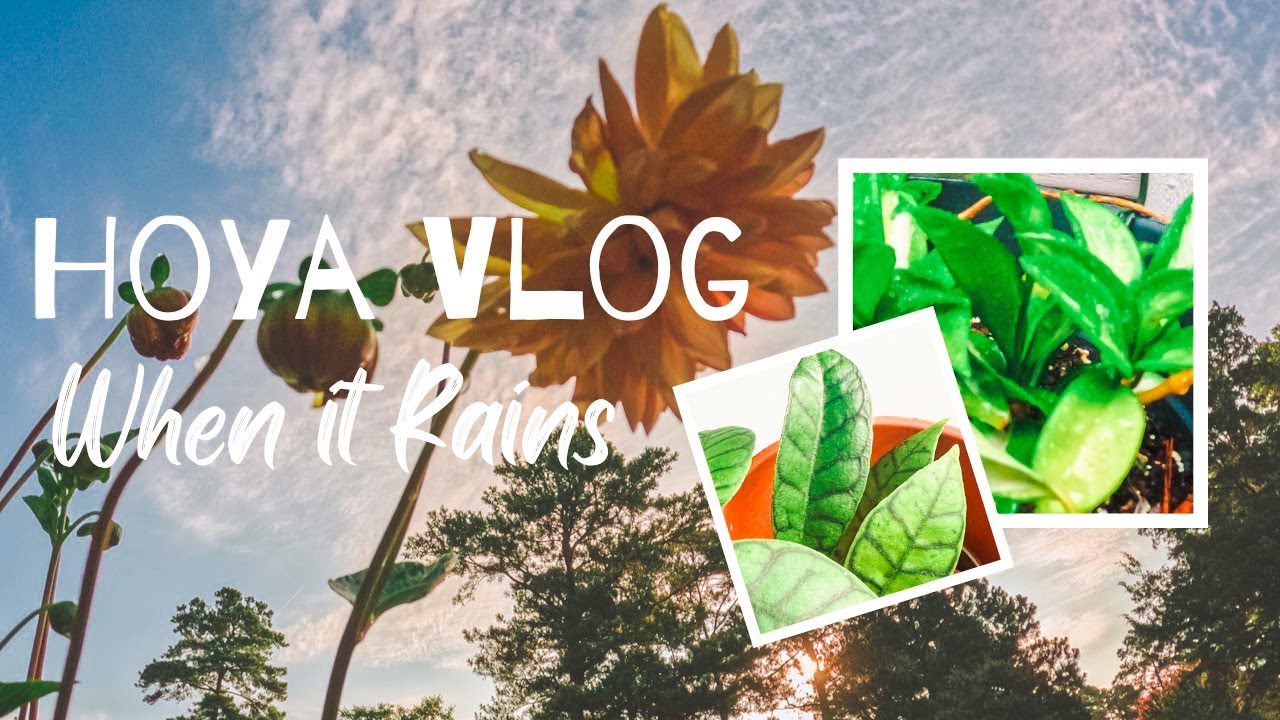 Hoya And Plant Vlog When It Rains/Hoya Tour/Hoya Care/Plant Vlog