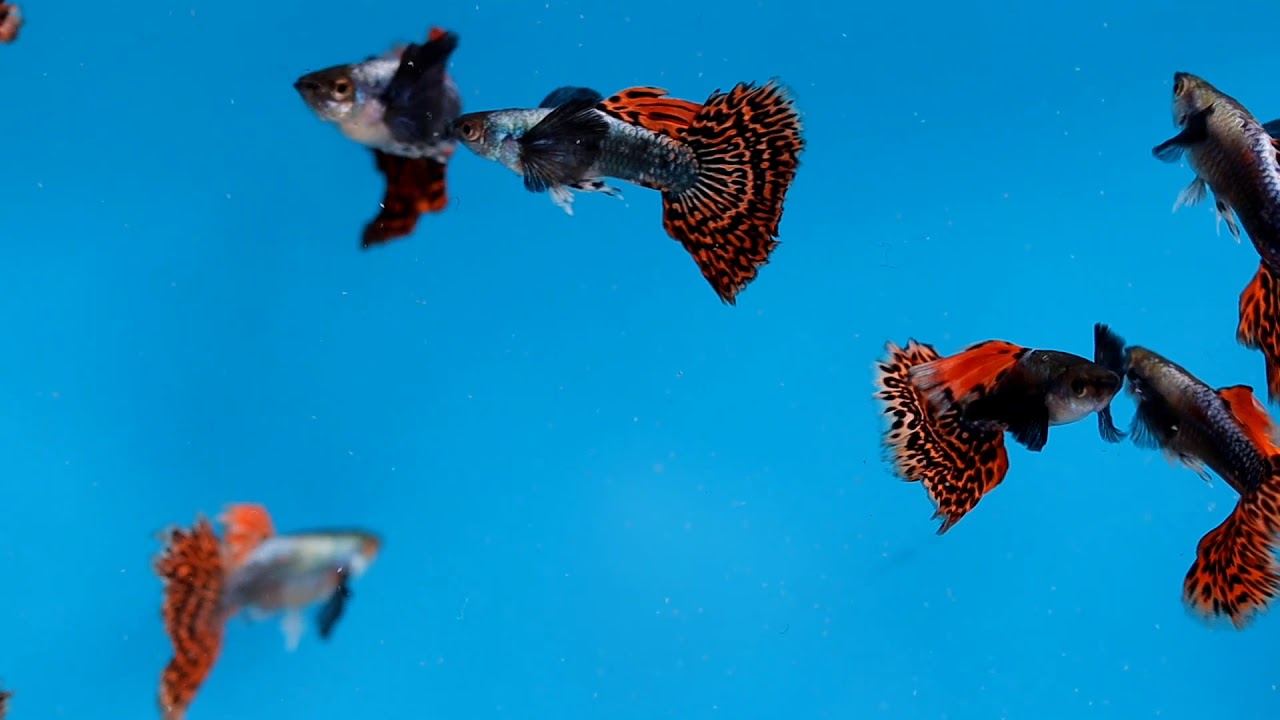 Guppy Platinum Red Mosaic Big Ears