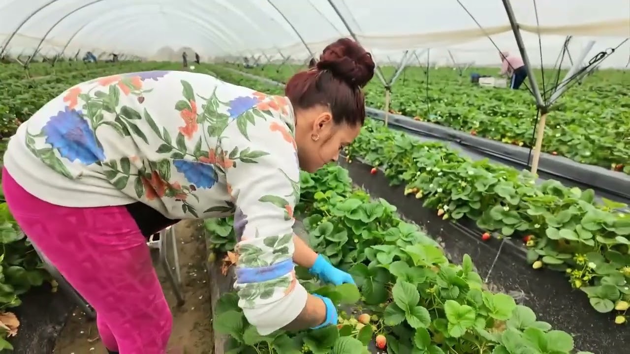 Fresas de Huelva: sanas y sostenibles