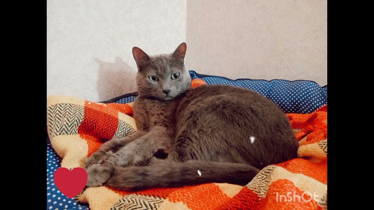 Пушистики 💕💕💕
