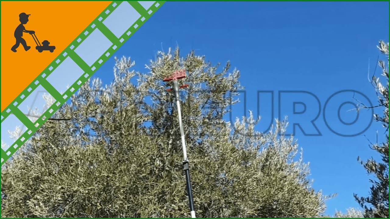 Geotech Olive Picker 400 EVO electric olive harvester, telescopic pole - Customer's operating video