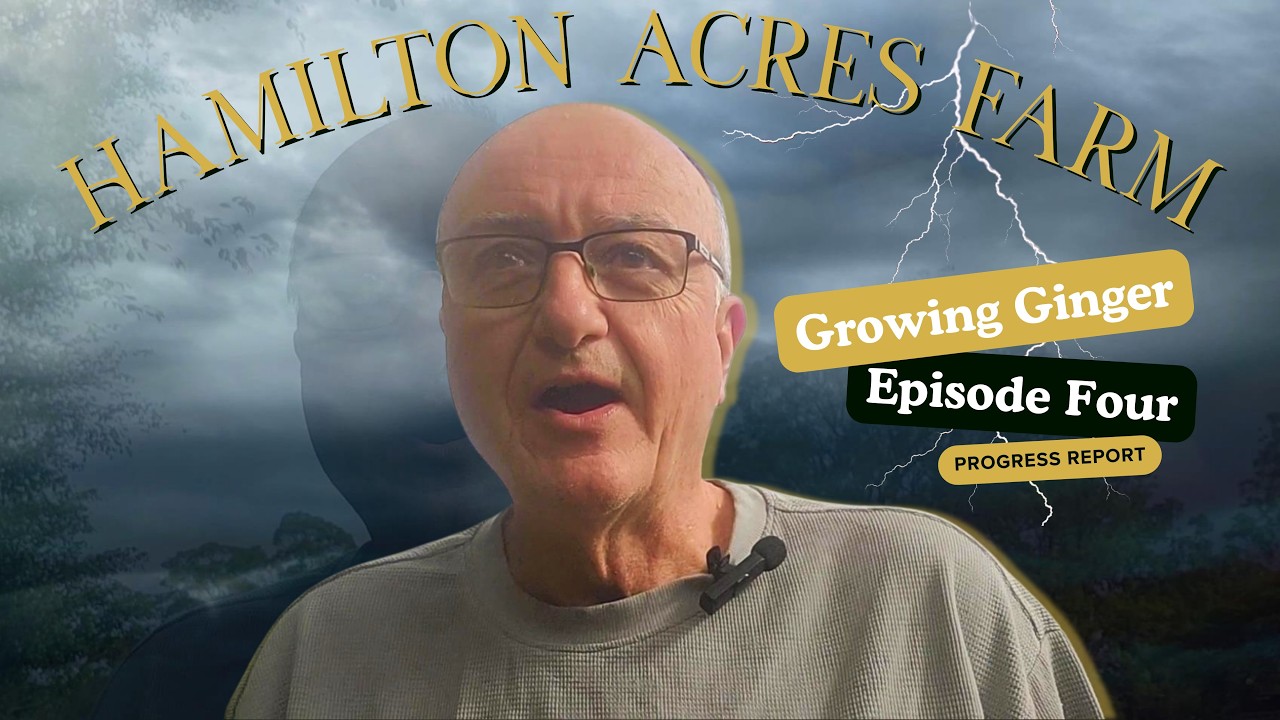 Growing Ginger Episode 4