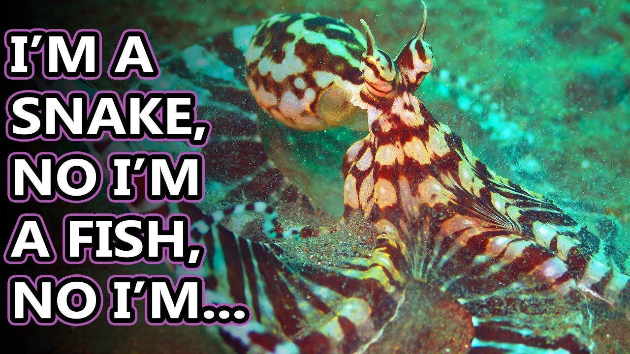 Mimic Octopus facts: who will they mimic next? | Animal Fact Files