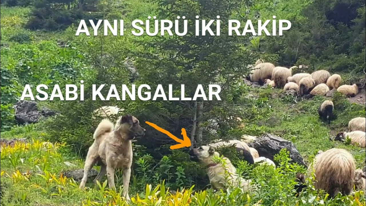 KADIRGA YAYLASI / DAVUNLU ve ŞAHMELİK OBALARI