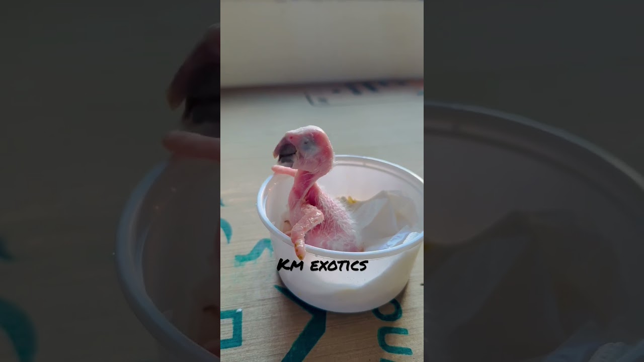 10 days Cute Macaw baby ￼talking beautiful parrot, ￼  