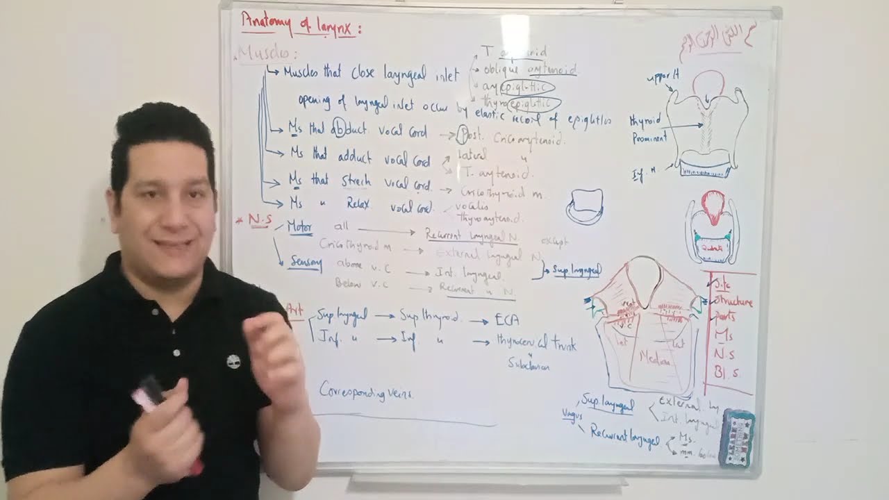 (Cardiopulmonary 17): Anatomy of the larynx ... By dr. Khaled Awad