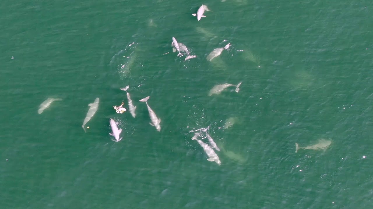 Irrawaddy Dolphins