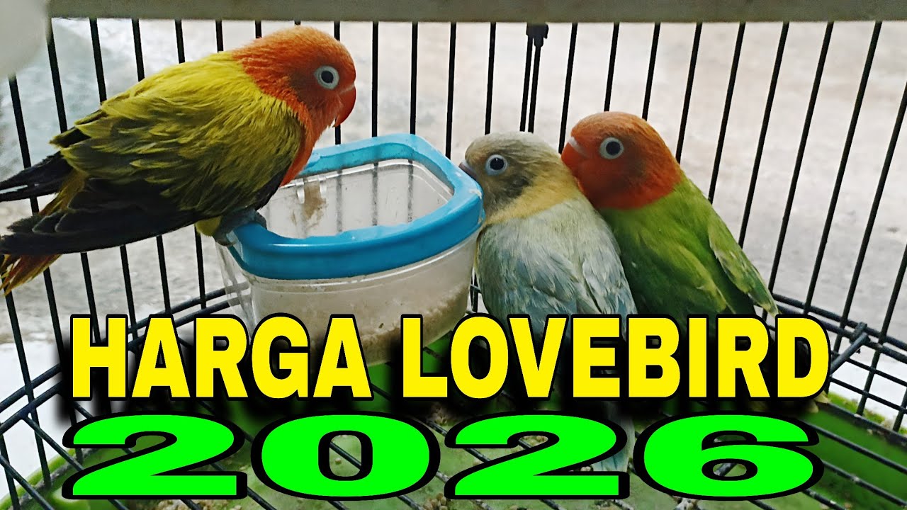 update harga lovebird biola terbaru tahun 2026