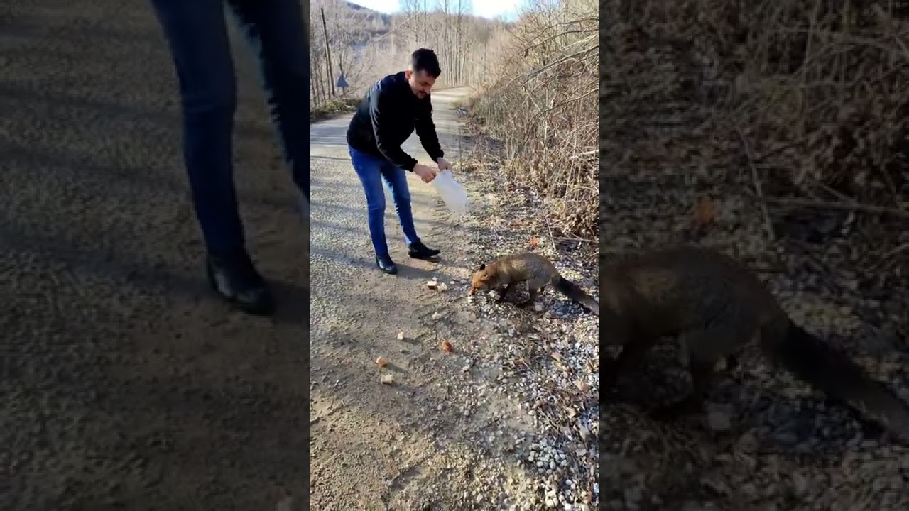 Kırklareli Demirk&ouml;y sivriler k&ouml;y&uuml; orman yolu tilki 🦊