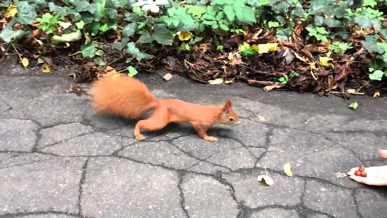 iPhone 5S slow motion demo 4 - Wiewi&oacute;rki!