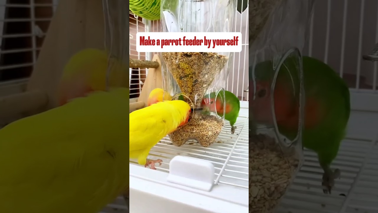 Make a parrot feeder using an empty drink bottle. #birds #parrot #parrots #pets #lovebirds #animals