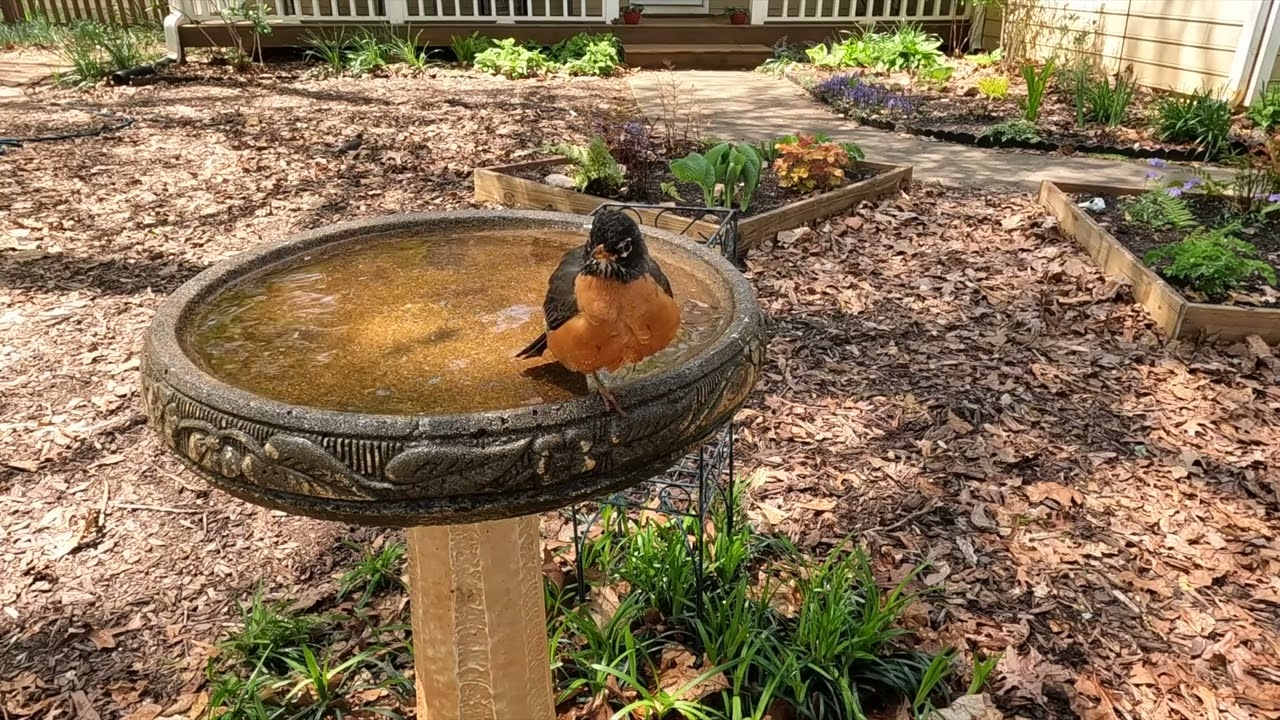 American Robin bathes and preens