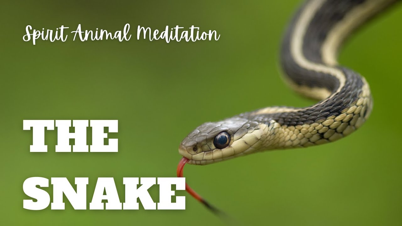 Snake Spirit Animal Meditation: 20-Minute Journey for Renewal and Transformation