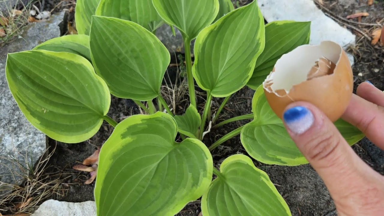 How to Care for Hostas? - How to STOP Slugs and Snails in Your Garden - Garden Slugs Tips and Tricks