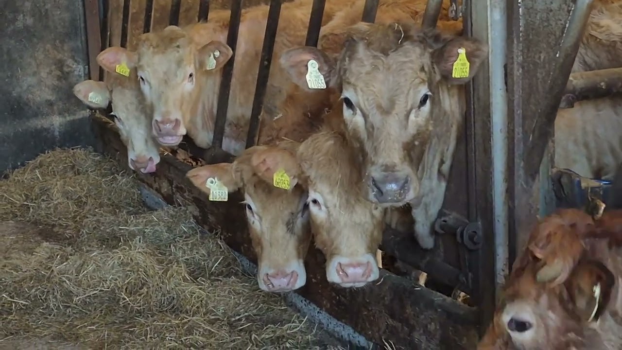 Store Cattle eating silage Laurencetown Ballinasloe #irishfarming 