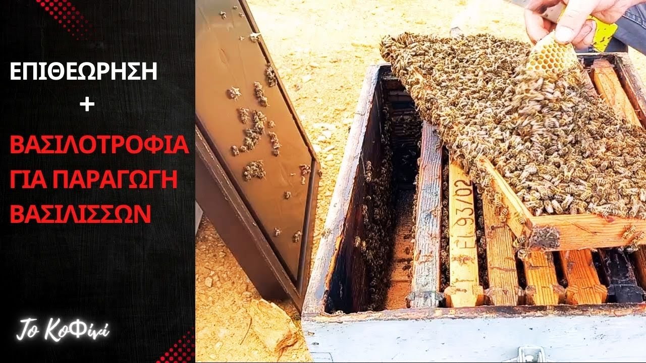 Όλα έτοιμα για βασιλοτροφία | Μελισσοκομία 2025 | Το ΚοΦίνΙ