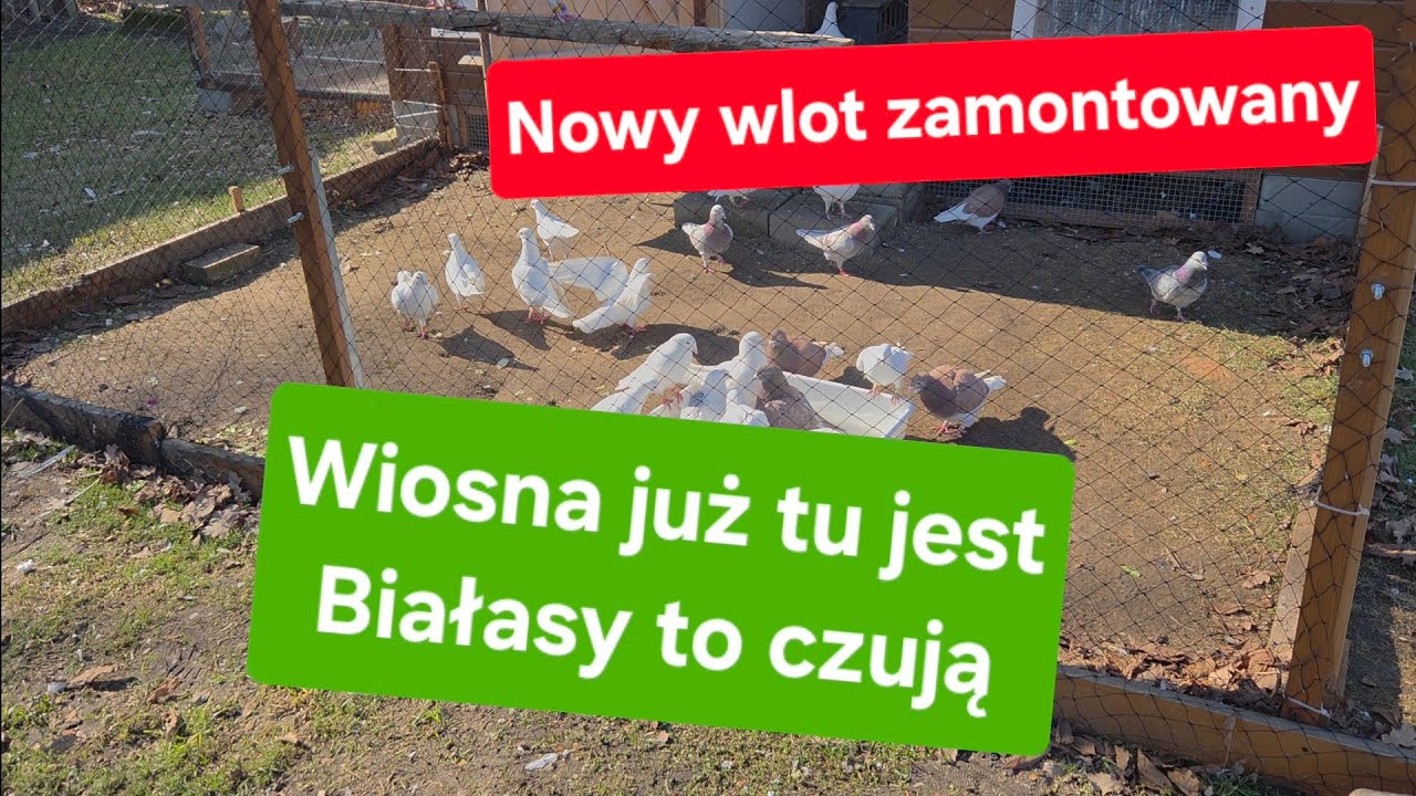 Kontrola pierwszych jajek🐣🐣, sporo czystych😡😡 01.03.2026