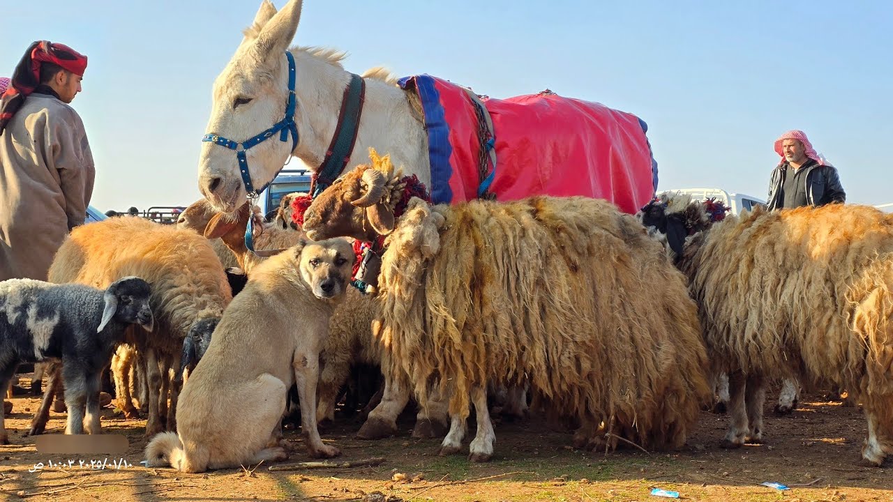 جولة في سوق أغنام معرة مصرين شمال سوريا  ١٠ يناير ٢٠٢٥