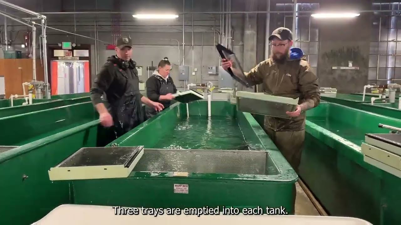 Moving Fry: from trays to tanks