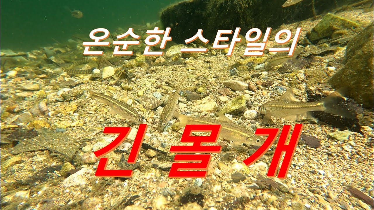 온순한 스타일의 긴몰개