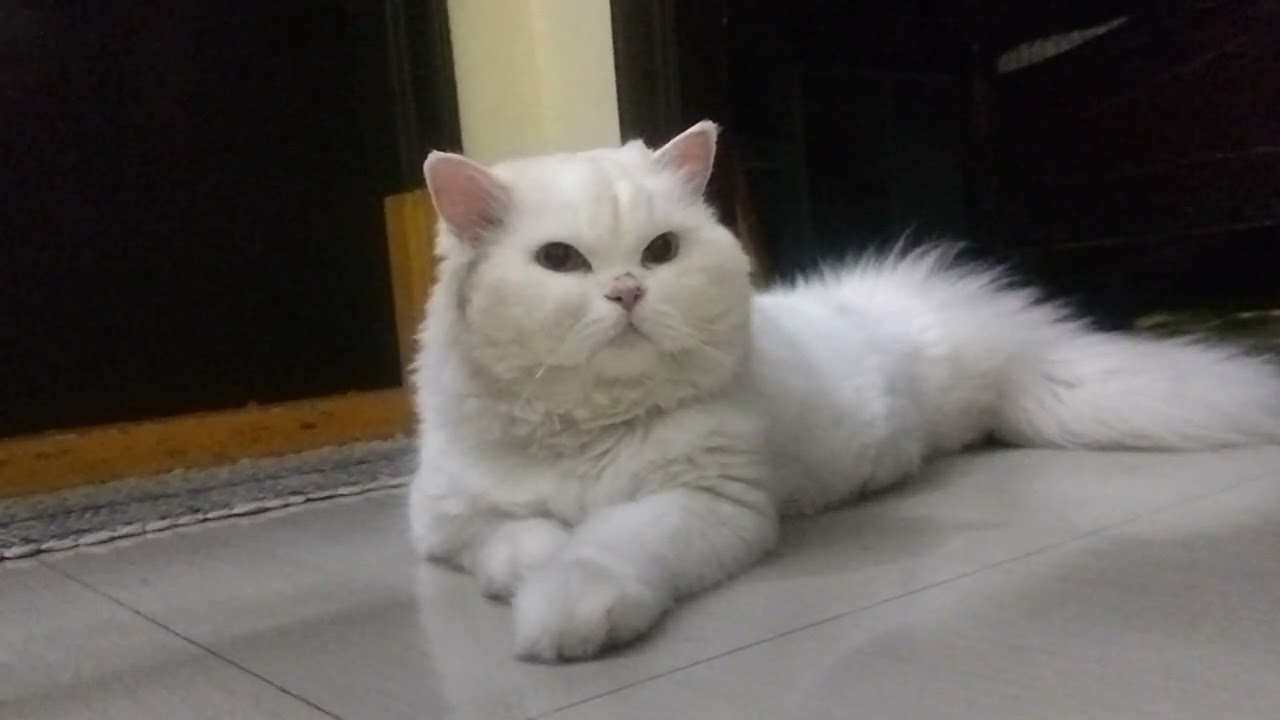Fanny chotu