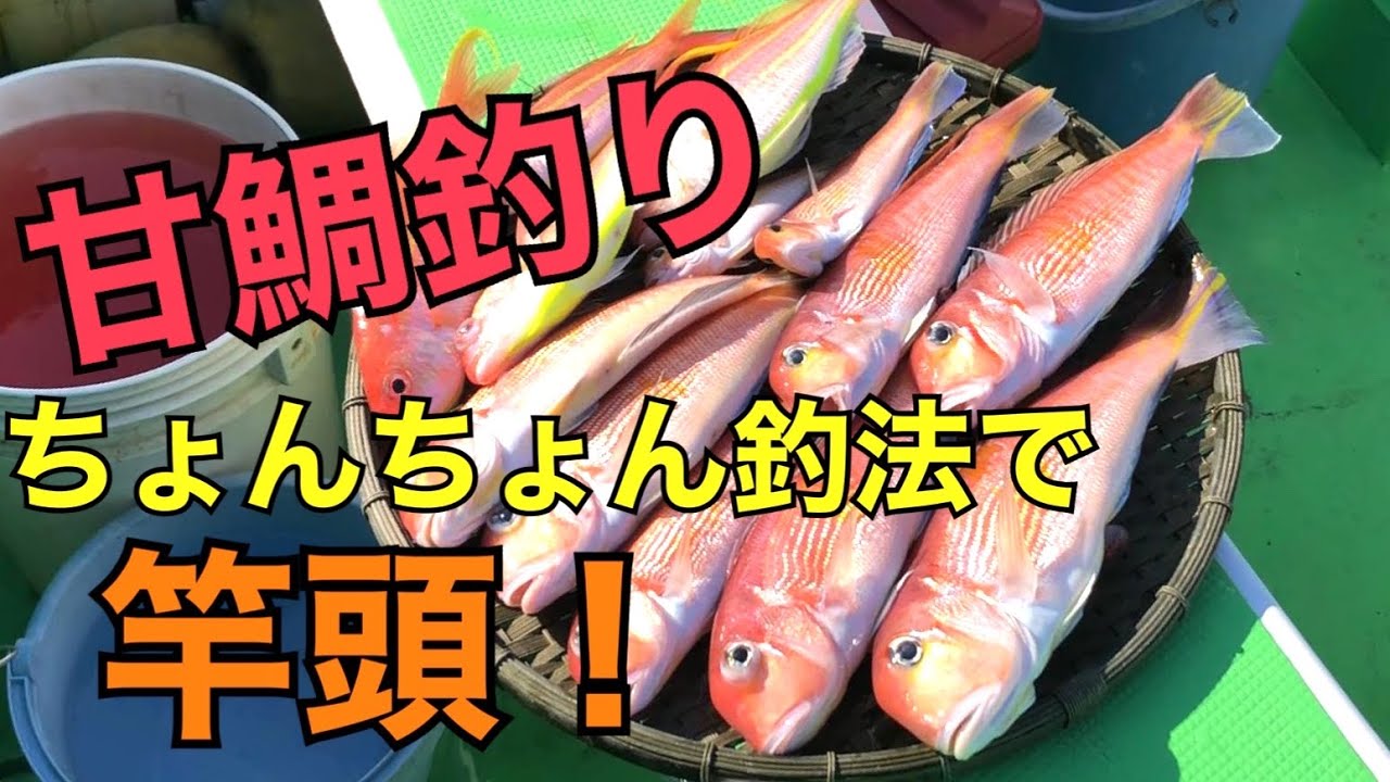【甘鯛釣り方】竿頭になった！仕掛け！エサ！相模湾｜ちがさき丸(2022.11.6)