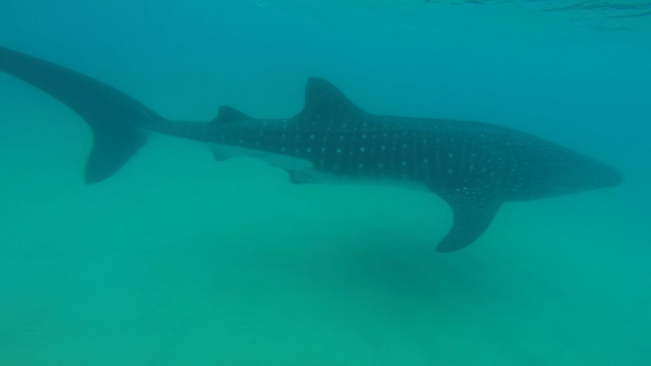 GoPro - Whale Shark Swim - Sodwana Bay