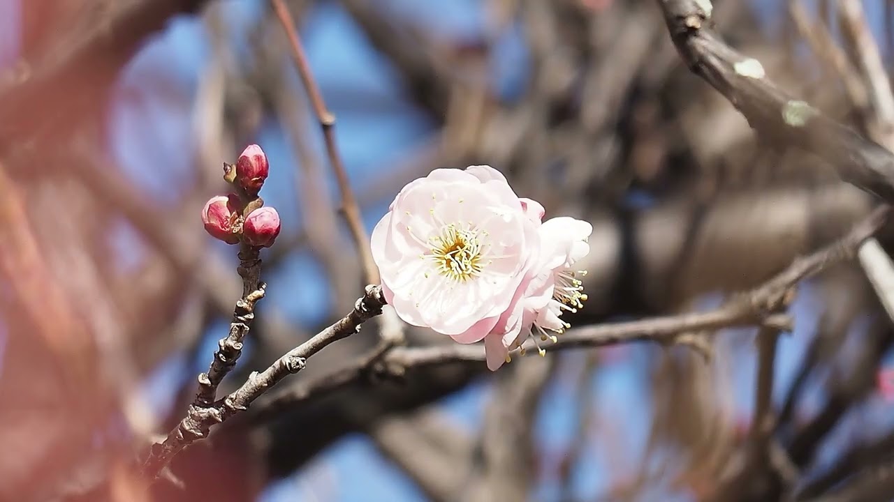 3774#木#ウメNo1#中郷公園#Tree#Apricot#Nakago Park#20260123#OLYMP OM-D E-M1 MarkⅡ