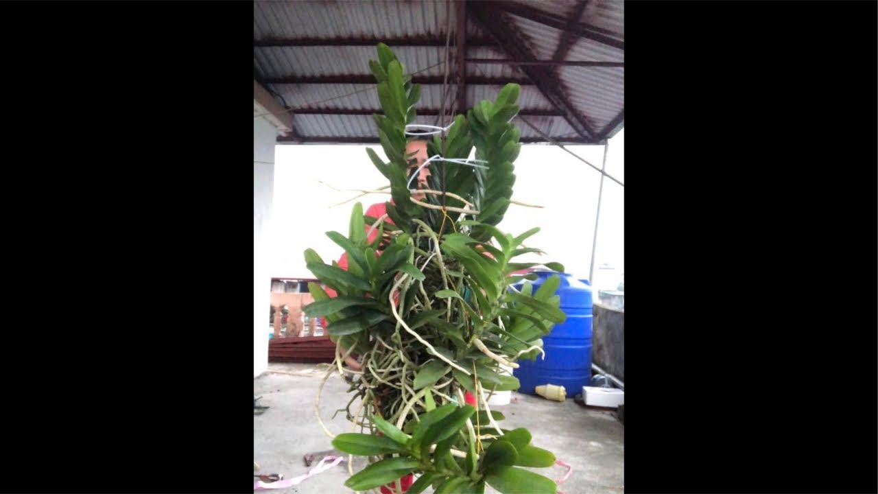NHẠN THÁNG 8 HƯỜNG HÀ NAM 0399930009 || PHONG LAN RỪNG