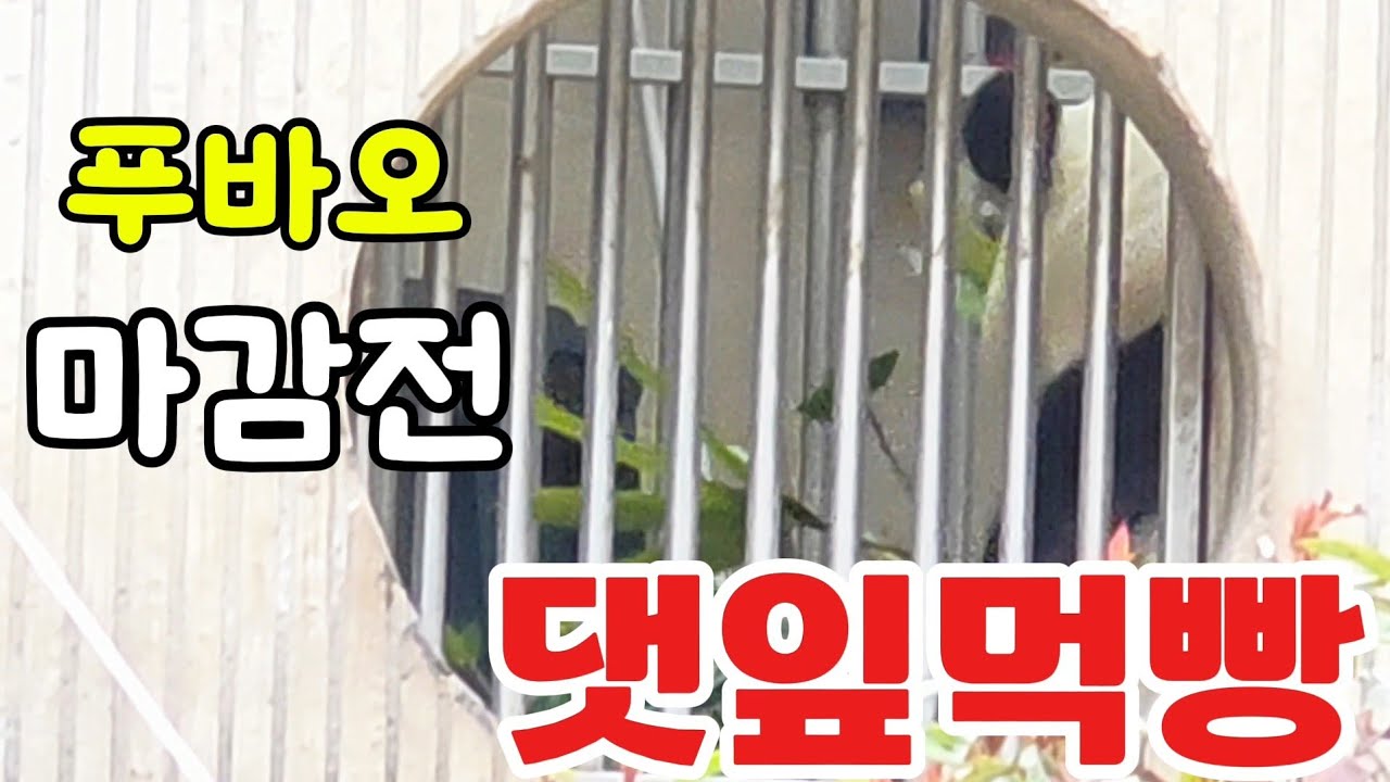 26.3.7 마감전 문닫기전.. 댓잎먹빵 보여주는 불꽃효녀♡잘했어 푸야👍고맙고 미안하고 또 고맙다😍