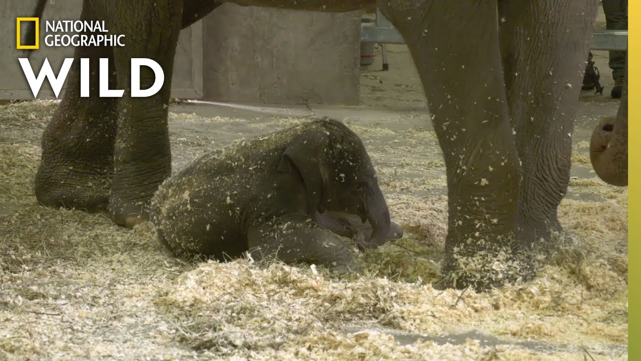 Baby Elephant Meets Her Aunts | Babies of the Zoo