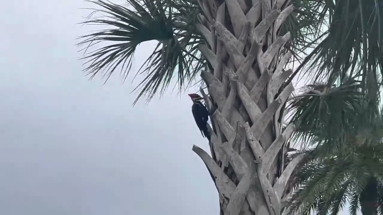 ￼￼ Naples nature show ￼