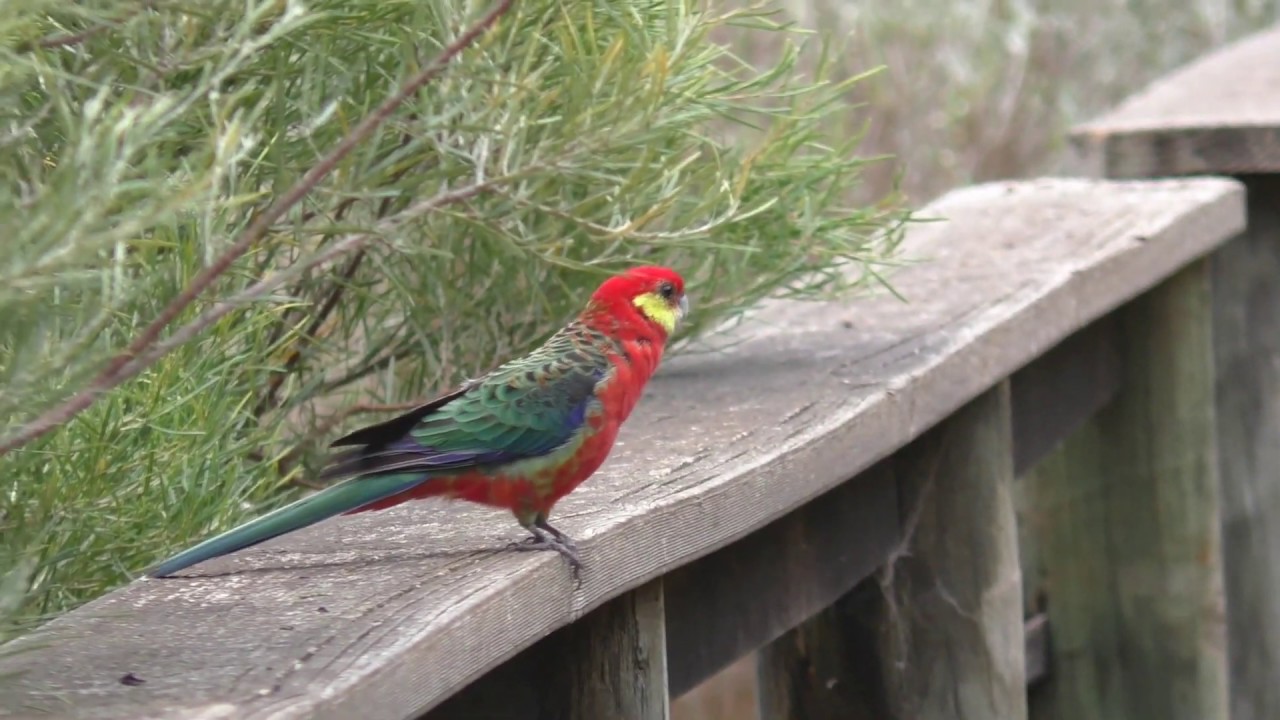 Western Rosella