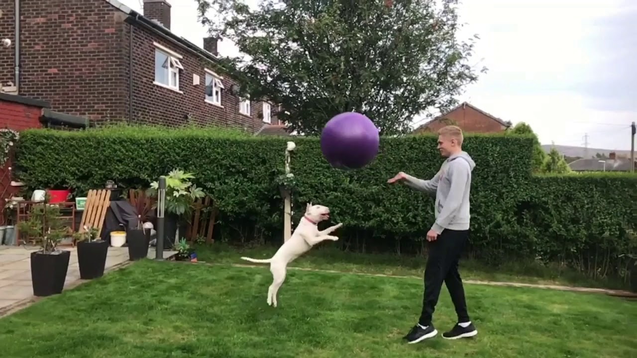 Bull terriers are funny