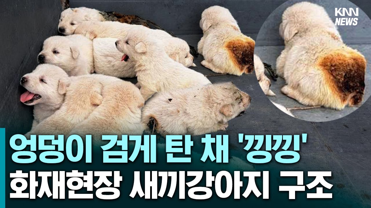 불길 속 '낑낑..' 엉덩이가 검게 탄채 꼬질꼬질 강아지 10마리 극적구조