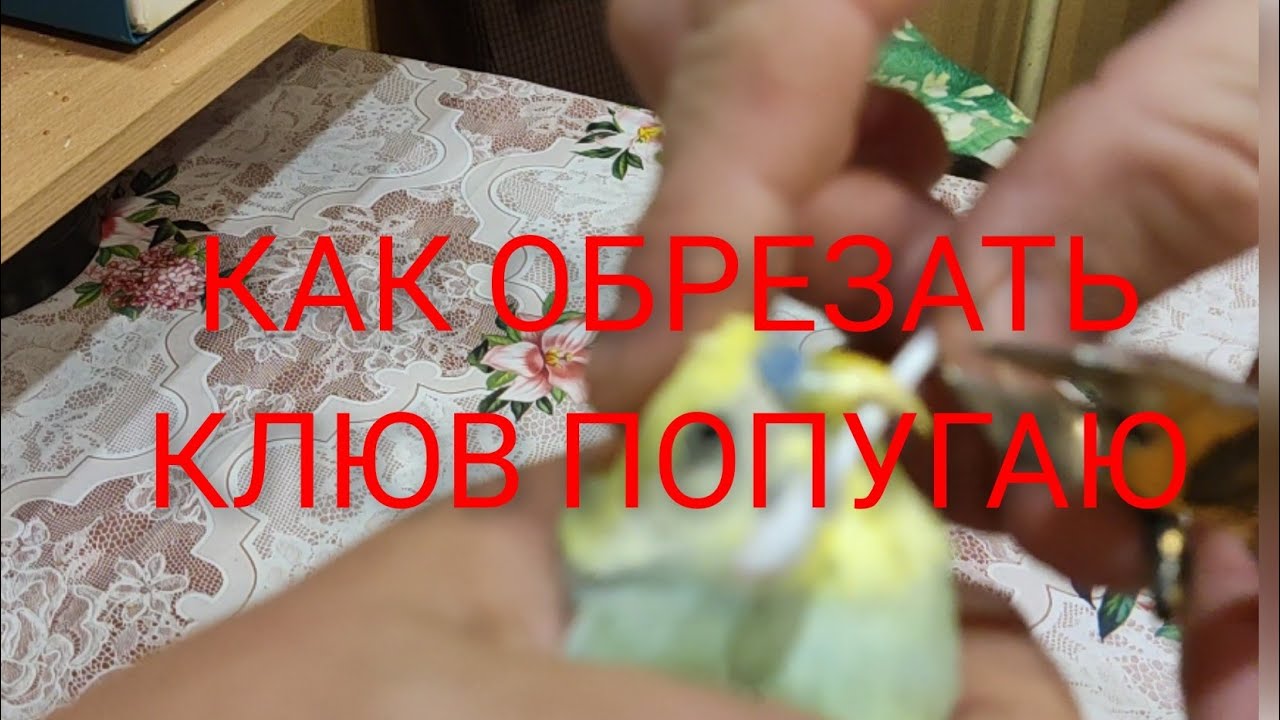 КАК ОБРЕЗАТЬ КЛЮВ И НОГТИ У ПОПУГАЕВ