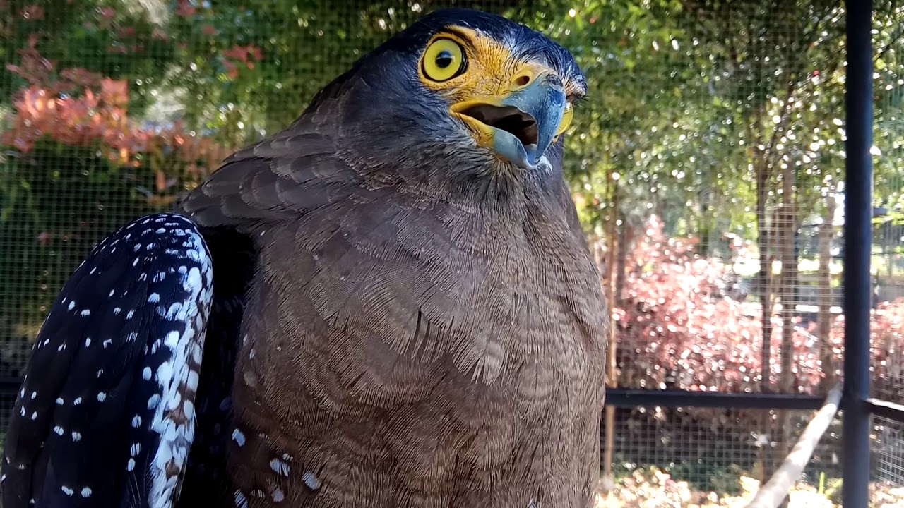 the eagle makes a sound like crying