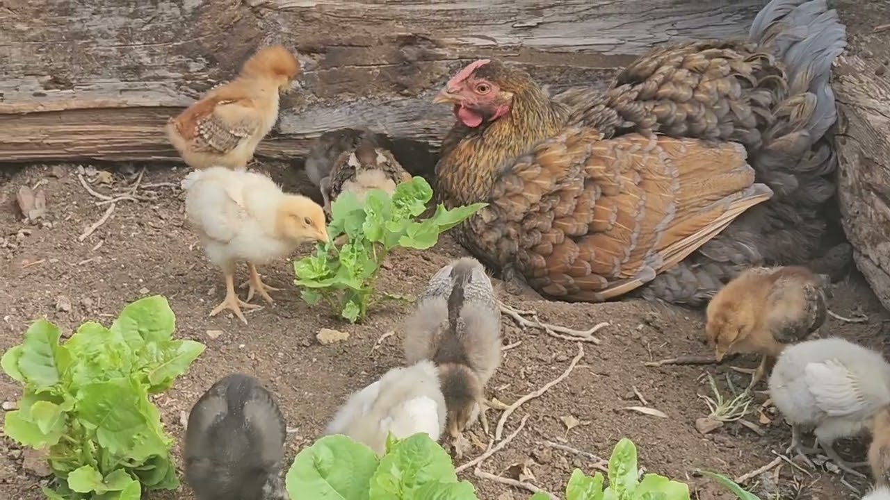 Hen Adopts 17 Chicks!