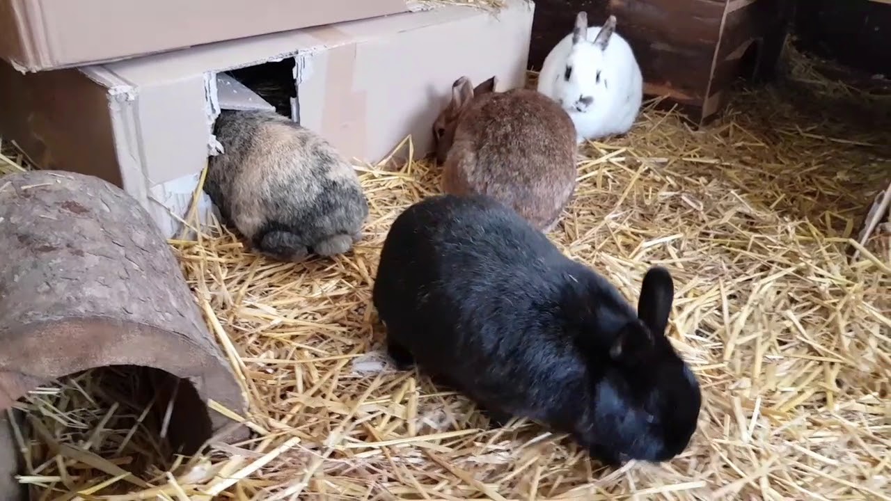 Meine Kaninchen und ihre Haltung #79 [Wintervorbereitung Kaninchen 2017/2018]