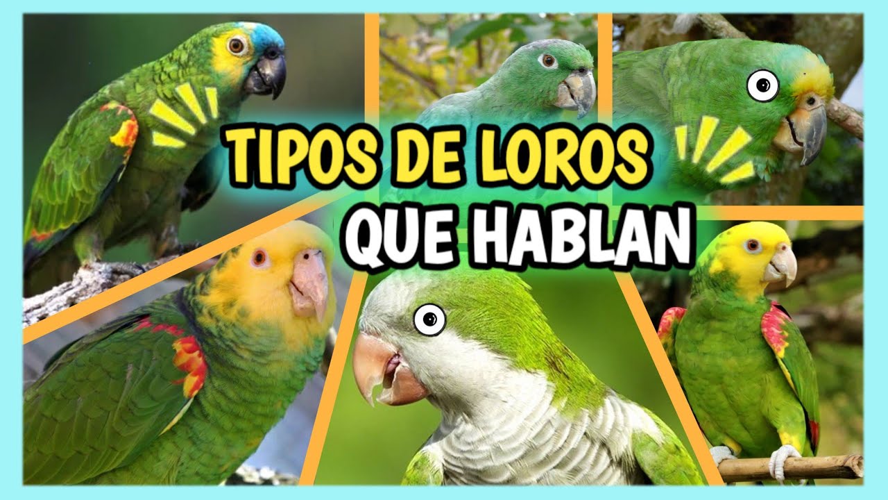Loros que Hablan M&aacute;s F&aacute;cil y R&aacute;pido!! - 5 Tipos de Loros Amazona que Hablan Mucho