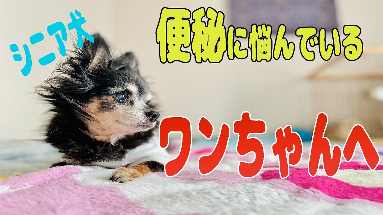 すぐにウンチが出る！便秘に悩むシニア犬必見！