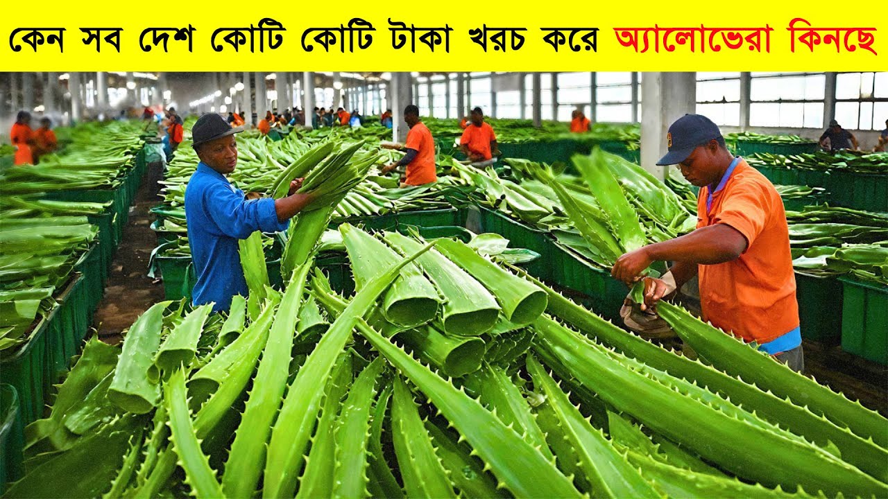 কেন সব দেশ কোটি কোটি টাকা খরচ করে অ্যালোভেরা কিনছে? Inside a Modern Aloe Vera Juice Factory