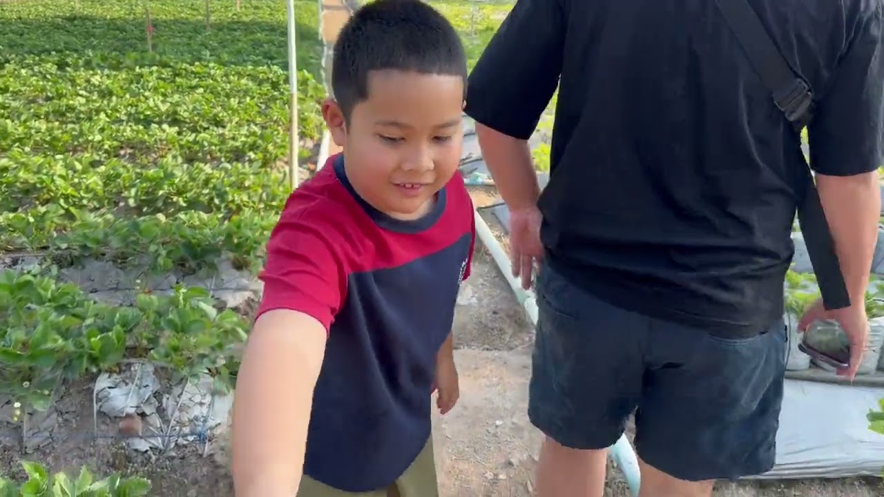 เก็บสตรอร์เบอร์รี่  ปากช่อง  กินนมสมบูรณ์ ทริปวันหยุดของเด็กเด็ก