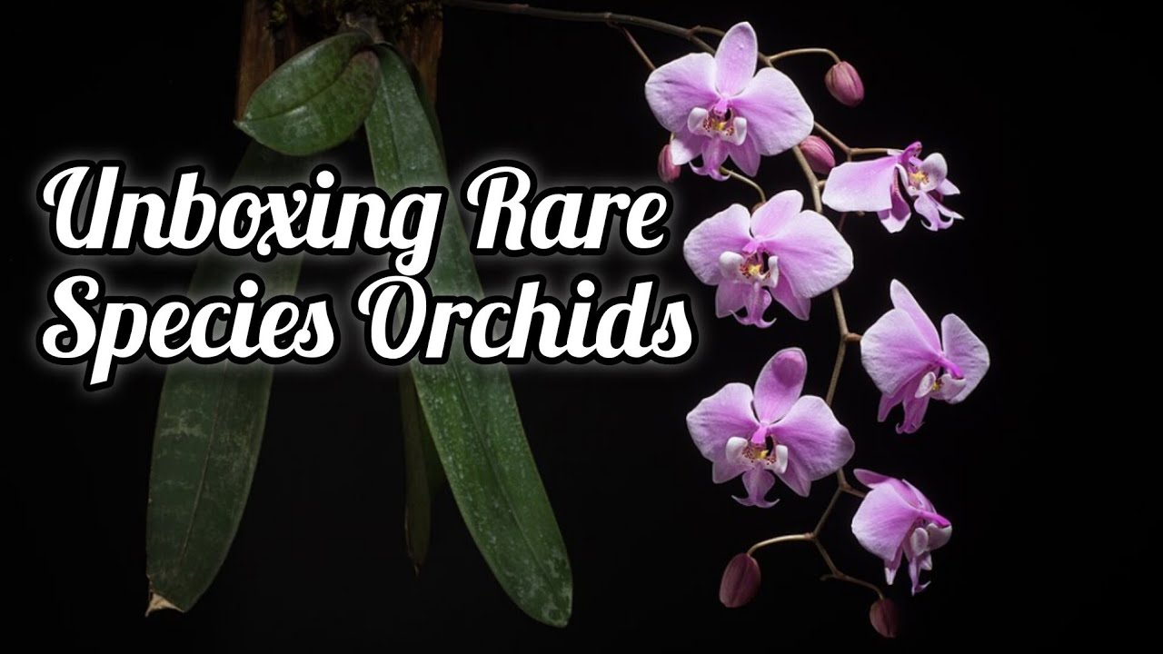 Unboxing Rare Phalaenopsis Species | Phalaenopsis Mannii & Schilleriana | Whimsy Crafter