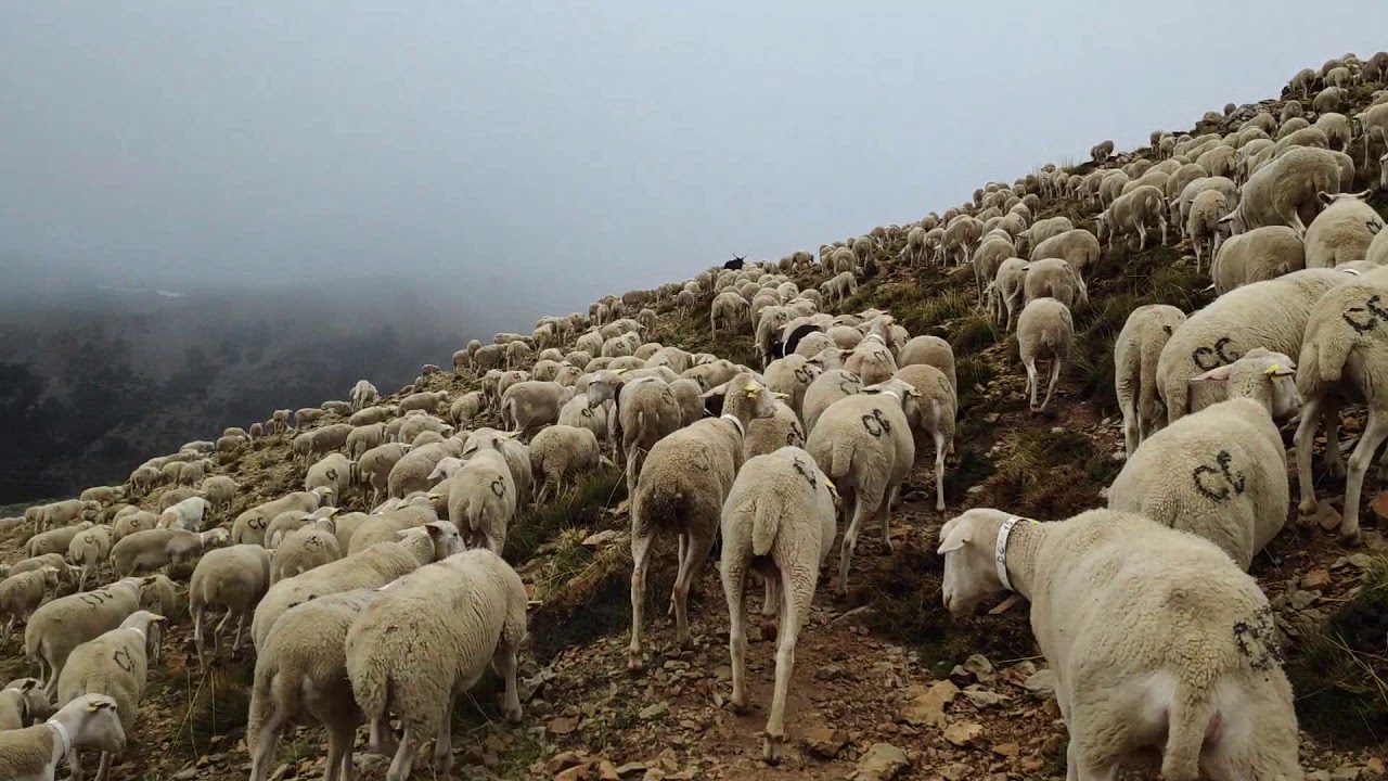 Documental de la Trashumancia en Jaén sin cortes ni rodeos