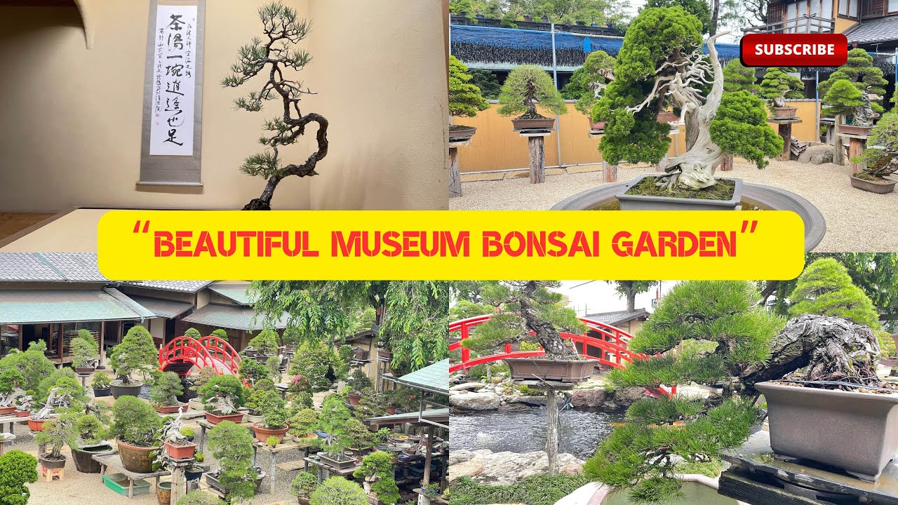 Shunkaen BONSAI Museum in JAPAN #bonsai #盆栽　＃盆栽美術館　#bonsaiworld #bonsaiindo
