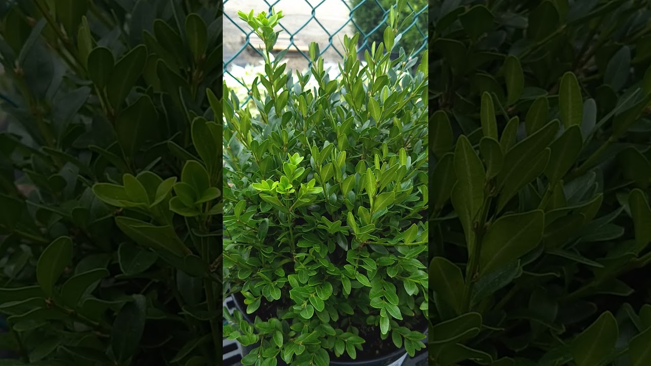 Boxwood 'Green Velvet'