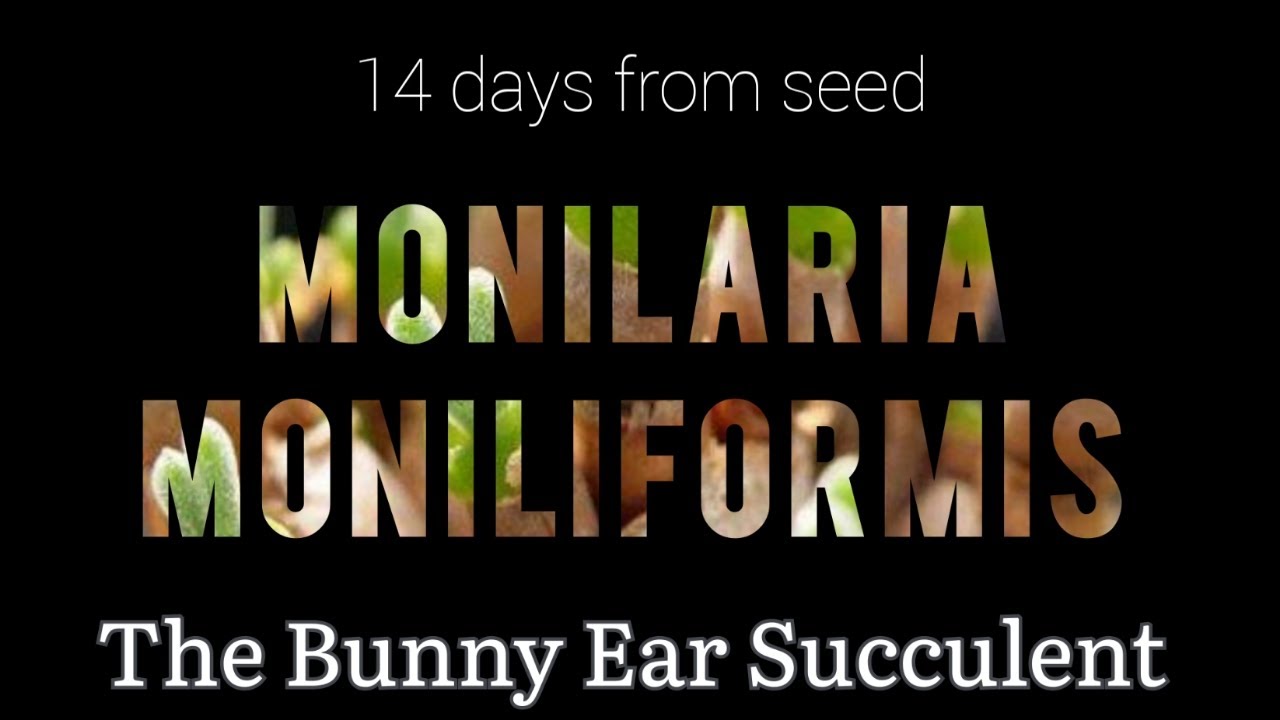 Monilaria moniliformis Bunny Ear Succulent 14 days from seed