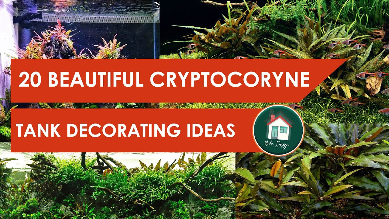 20 Beautiful Cryptocoryne Tank Decorating Ideas